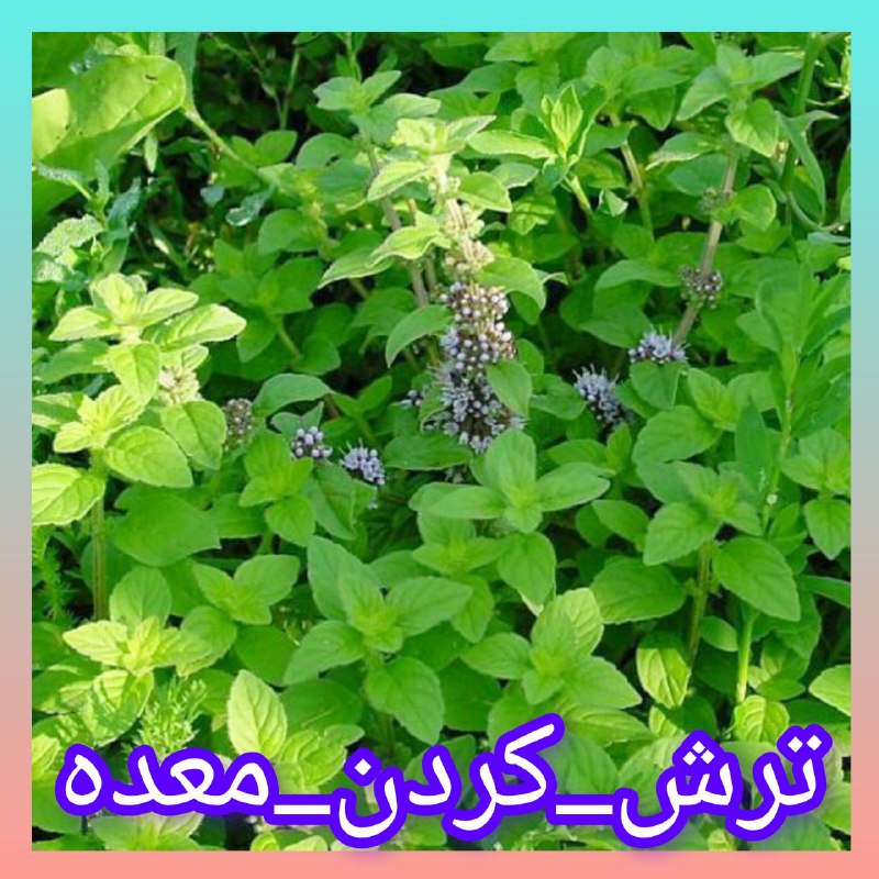 طب سنتی: درمان فوری رفلاکس ترشی و درد معده👇بجای خوردن قرص راینتیدینیا شربت آلومینیوم ام جی میتوانید چند قاشق عرق پونه کوهی یا دمک