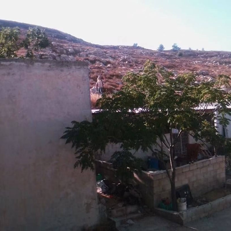 مستوطنون يدخلون أغنامهم محيط منازل سكان دير جرير