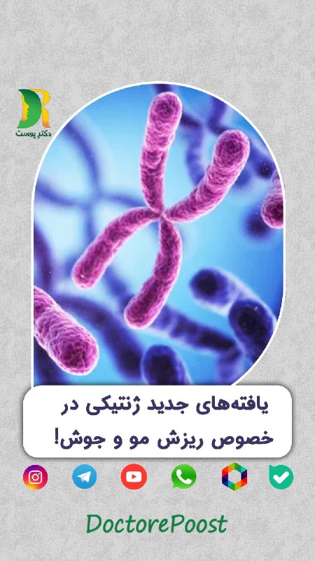 دکتر پوست | DoctorePoost: #جدیدترین_اخبار📌تا حالا فکر کردی چرا بعضی ها ریزش مو میگیرن و بعضی ها جوش های شدید؟ 🌿دانشمندان در اکتبر ۲۰۲۵ توی سایت Pu