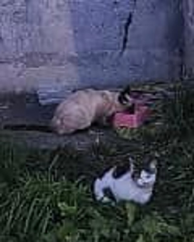 Три котёнка в опасности

Три котёнка живут в подвале и...