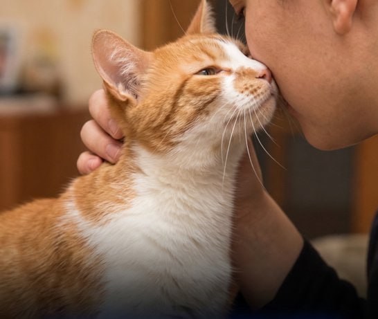 That “head butt” from your cat isn’t just random affection: it’s a sophisticated bonding behavior called bunting.When your cat gently bumps or rubs its head against you, it’s marking you with its scent and declaring you part of its colony. Cats live in a scent-driven world, and bunting is their way of creating a shared olfactory identity among family members.According to renowned cat behaviorist Pam Johnson-Bennett, this ritual allows cats to exchange pheromones so that everyone in their social group, including their human companions, carries the same familiar scent. It’s a powerful way of claiming territory and reinforcing social bonds while signaling safety and belonging.Certified cat behavior consultant Ingrid Johnson adds that bunting is far more than a simple scent swap. It’s a genuine expression of feline love. By activating the scent glands located on their forehead and around their ears, cats are essentially saying: “You’re mine, you belong here, and I trust you.” They’re also politely “correcting” your natural human scent to make you smell like family.In short, when your cat head-bunts you, it’s delivering a biological “I love you” — one that strengthens the bond and confirms you’re part of their inner circle.[Johnson-Bennett, P., & Johnson, I. (2024). Feline Communication and the Social Significance of Head Bunting. Cat Behavior Insights]Did you know? 🎓