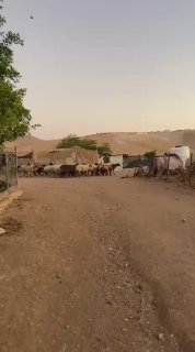פרובוקציות מתמשכות.. מתנחלים משחררים את הבהמות שלהם בין בתי התושבים ביישוב הבדואי "מהדוש", מזרחית לירושלים…