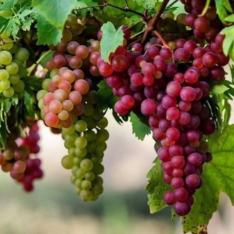 مجله ادبی هنری فالینگ استار: شهریور است و گیتی، از عدل شهریارشاد است، خیز و مایه‌ی شادی به من بیارباده‌شناس، مایه‌ی شادی و خرمیبی باده هیچ جان نشد از