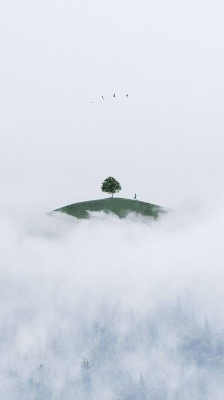 زەوی سه‌خت و ئاسمان دوور: گاهی می‌اندیشم درختی که تنها بالای کوه زندگی می‌کندچرا از جنگل فرار کرده!✍آلبر_کامو@kiwmars