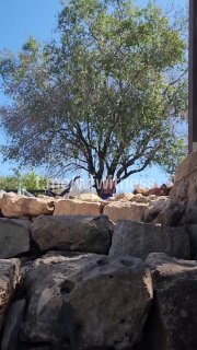 ️🇮🇱🇵🇸 The photographs show the moment when the shooting took place in the Israeli settlement of Neve Tsuf, near the city of Al Bira in the West Bank.