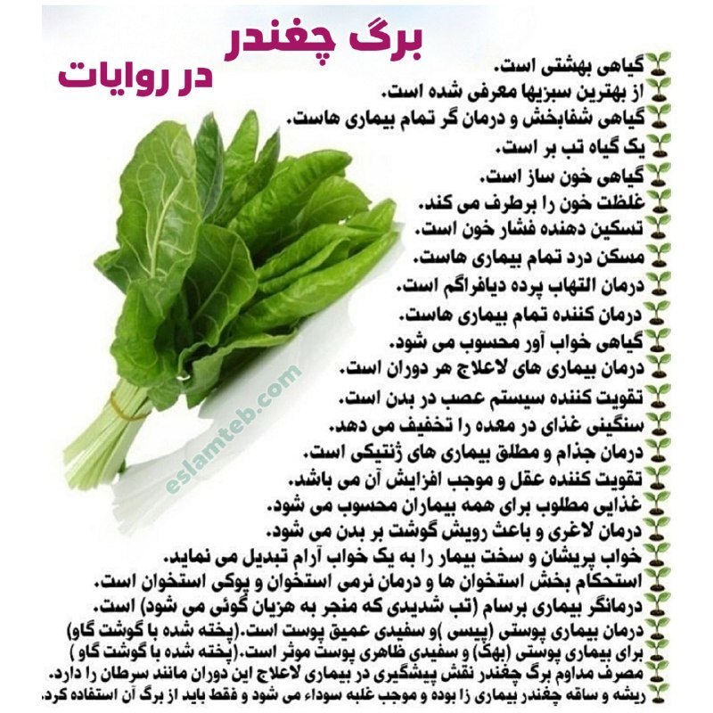 مجله طب و تمدن اسلامی: ✅ بــ☘ـــــرگ چــــغندر رو به سبد غذایی‌مون برگردونیم!⁉️ چرا برگ چغندر، با این همه خاصیت، نباید توی سبد غذایی ما نقش مهم
