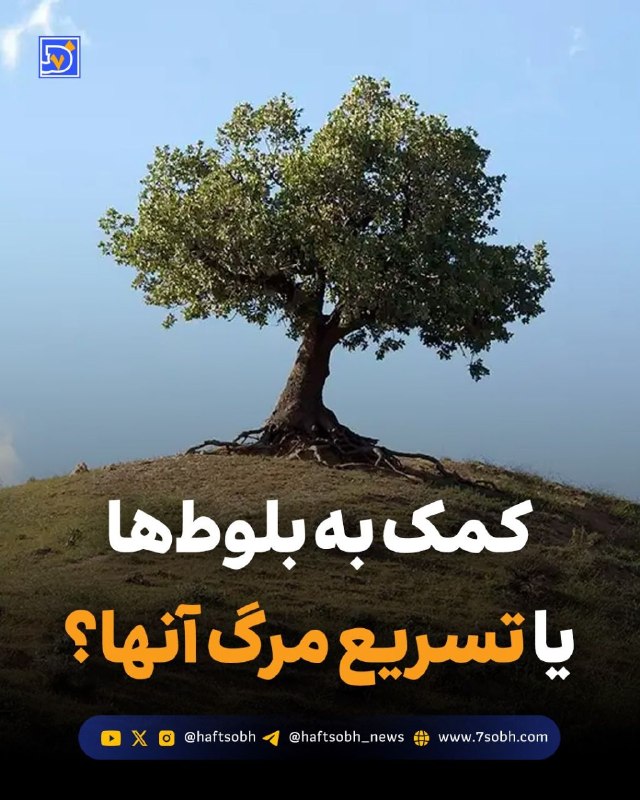 آسوندار (لیلا مرگن، خبرنگار): گزارش #محیط_زیست روزنامه هفت‌صبح🔴 کمک به بلوط‌ها یا تسریع مرگ آنها؟این روزها ویدئوهایی از خاک‌ریزی روی ریشه درختان کهنسا