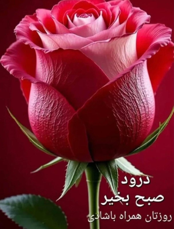 🧚♀کانال لایک وگیف🧚♀: 1405/6/5 🌹پنجشنبه قشنگتون پُر از طراوت 🍄الهی امروز خیر و برکت🌹آرامش و امید🍄همراه لحظههاتون باشه🌹لحظههاتون پر از اتفاقا