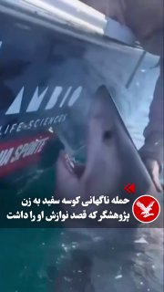 תמונות שפורסמו מסירת מחקר מול חופי האי טייבי שבמדינת ג'ורג'יה האמריקאית מציגות את הרגע עוצר הנשימה שבו כריש…
