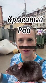 תושבי קרסנודר מתלוננים באופן מסיבי על אשפה וחולדות בפשקובקה, המרכז ובאזורי המגורים של קרסנודר, האשפה לא מפו…