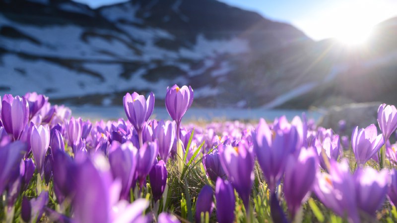 Crocuses in the spotlightPurple crocus flowers, Seven Rila Lakes, Bulgaria (© Maya Karkalicheva/Getty Images)