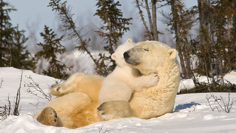 A mother's warmth in the coldPolar bear mom and cub, Churchill, Manitoba, Canada (© Design Pics/plainpicture)