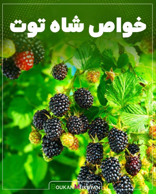 پایگاه خبری بوکان موکریان: #پزشکی🔴 خواص شاه توت ◽️شاه توت یکی از میوههای خوشطعم و مقوی تابستانی و از خانواده توتها است که علاوه بر طعم دلپذیر، ف