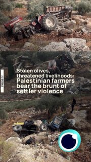 זיתים גנובים, פרנסה מאוימת: חקלאים פלסטינים נושאים בנטל של אלימות מתנחלים.
