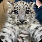 Snow Leopards ᴄᴏɴꜰ 🐾🌨