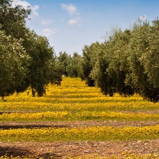 🇪🇸🌳Olivar Convencional y Ecológico Español