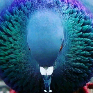 እርግብ birds