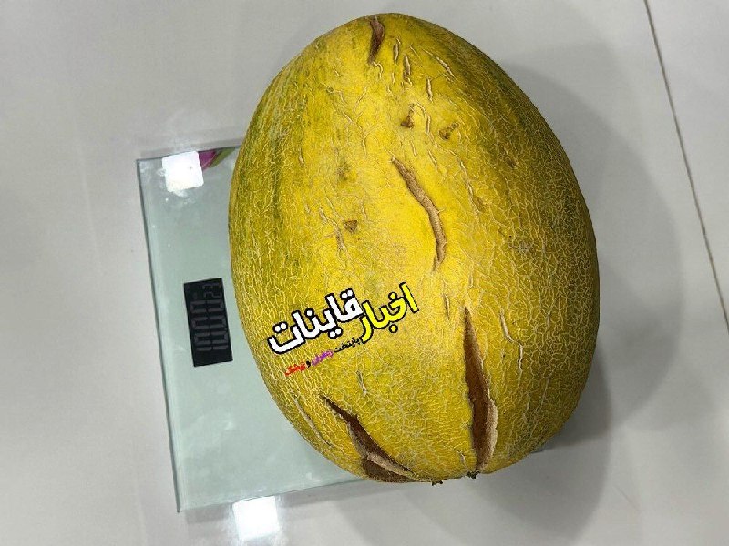 ️ اخبار قاینات: 📸 برداشت خربزه ده کیلویی ، آقای دوراندیش روستای #رزدنبل⭐️ اخبار #قاینات ⭐️ 📣 @QayenNews