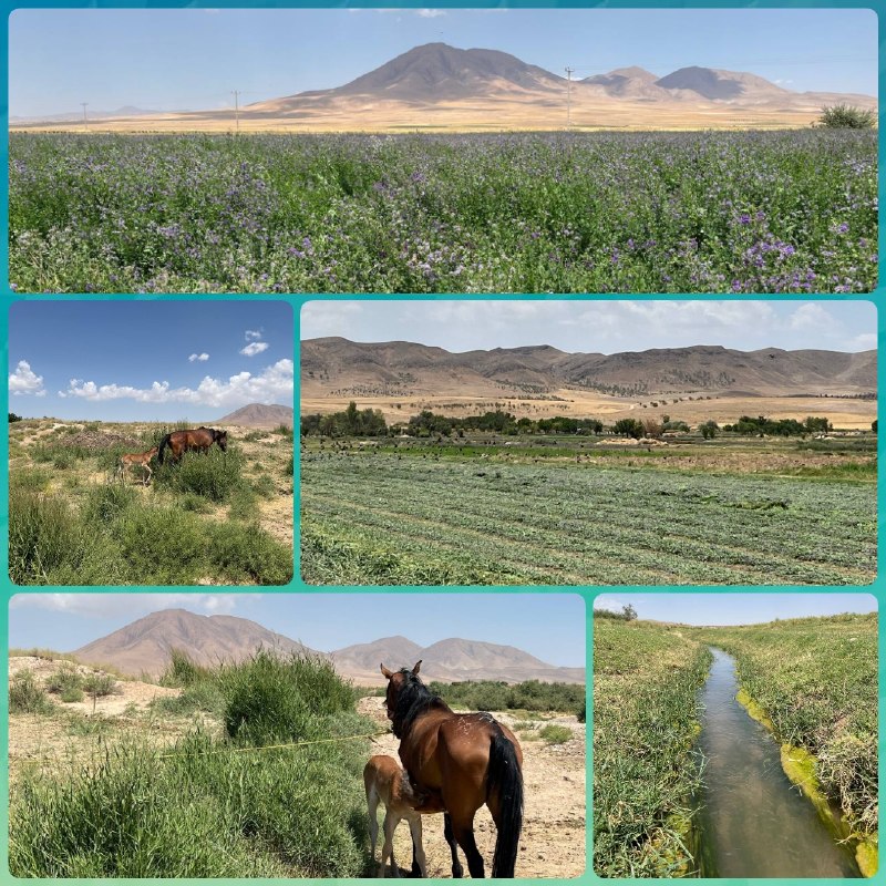 اخبار چکنه و سرولایت: 📸 تصاویری از فصل تابستان روز جمعه ۲۳ مرداد ۱۴۰۵ روستای سلطان‌میدان 🍃 قاب تصویر از جناب آقای دکتر قدرت اله سلطانی ‌‌┄┅═✧☫