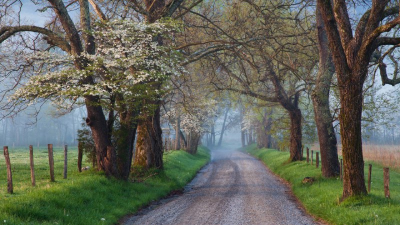 The road not takenSparks Lane in Cades Cove, Great Smoky Mountains National Park, Tennessee (© Richard Bernabe/Shutterstock)