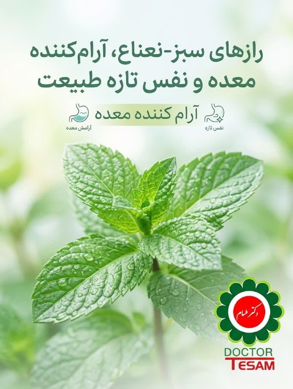🩺کانال رسمی دکتر مهدی فهیمی، محصولات مورد تایید دکتر فهیمی|دکترطسام: 🌿✨ رازهای سبز – نعناع، آرام‌کنندهٔ معده و نفسِ تازهٔ طبیعت ✨🌿نعناع یکی از پرکاربردترین و محبوب‌ترین گیاهان دارویی در جها