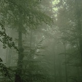 Jungle