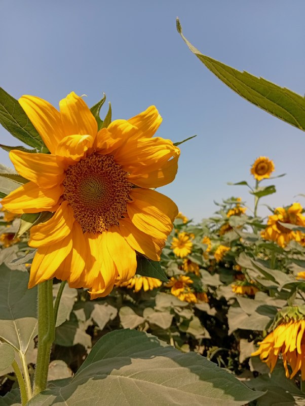 اخبار مشهد: 🔸مزرعه آفتابگردون مشهد؛ تماشاییترین قابهای تابستون 🌻 📸 سمانه احمدیان@Akhbarmashhad