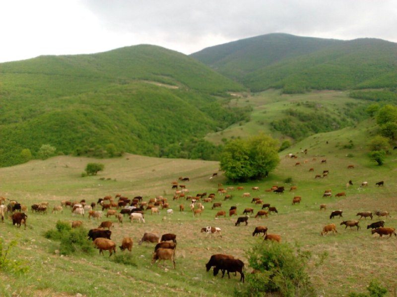 هواشناسی ایران: چرای دام سنگین در طبیعت زیبای روستای اسکلوشهرستان کلیبرآذربایجانشرقی @iran_weather