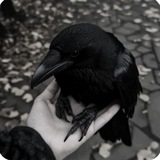 Raven ideas