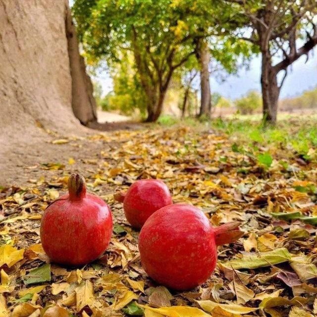 🌹🌹بــهـار نــارنــــــج🌹🌹: .وقتی که تو نیستیمن حُزن هزار آسمانِ بیاردیبهشت راگریه میکنم.فنجانی قهوه در سایههای پسین،عاشق شدن در دیماهمردن بهوق