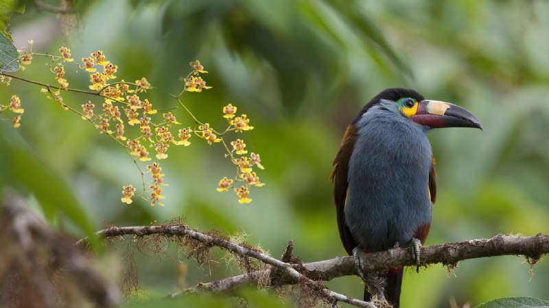 Color, craft, and canopy lifePlate-billed mountain toucan with orchids, Ecuador (© Murray Cooper/Minden Pictures)
