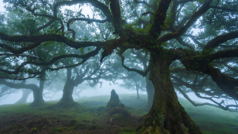Rooted in timeAncient til trees in Fanal Forest, island of Madeira, Portugal (© Lukas Jonaitis/Shutterstock)