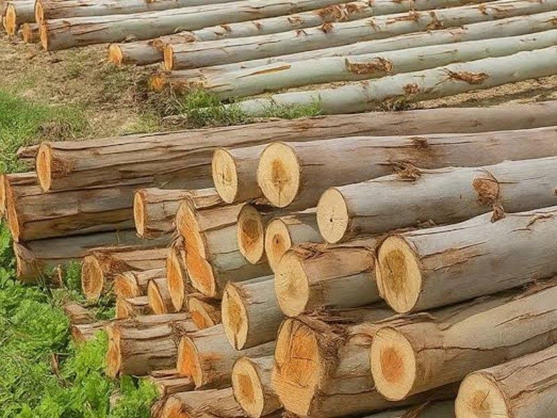 ایلام بیدار: 💢 برداشت ۲۸۰۰ تن چوب‌ اکالیپتوس از مزارع دهلرانرئیس منابع طبیعی شهرستان دهلران:🔹 دو هزار و ۸۰۰ تن چوب اکالیپتوس از مزارع