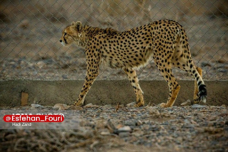 اصفهان فوری: احتمال وجود پلنگ در پناهگاه حیات وحش خارو🔹رئیس اداره حفاظت محیط زیست شهرستان اردستان اعلام کرد که احتمال وجود پلنگ در پن