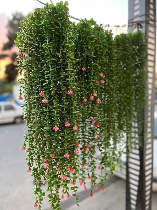 عمده فروشی بازار صالح آباد: ❇️ شمشاد گلدار اصلی 16 شاخه🔸پخش عمده آرگو شاپ -----------------✅ اطلاعات تماس:📱09337701120☎️ 09107745838✅ کانال تلگرام:@