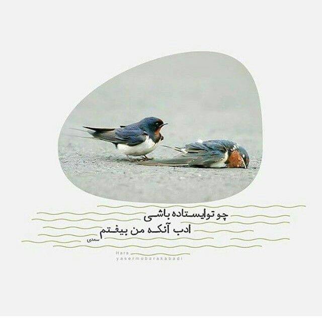 شعر و ادبیات چامه: چو تو آمدی مرا بس که حدیث خویش گفتمچو تو ایستاده باشی ادب آن که من بیفتم#سعدی@chaame ⛵️