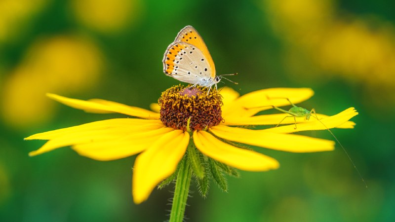 Pollen meets wingsButterfly pollinating on yellow flower (© lzh/Getty Images)