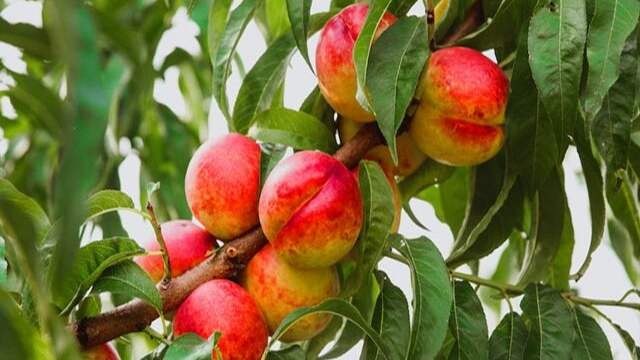 اورنا نیوز - اخبار ارومیه: پیشبینی برداشت ۴۵ هزار تن شلیل از باغهای آذربایجان غربی🔸️رئیس سازمان جهاد کشاورزی آذربایجان غربی از آغاز فصل برداشت شل