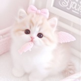 ʚ 𝓵𝓲𝓷𝓼𝓱𝔂𝓪 ɞ | 𝐫𝐞𝐬𝐭.