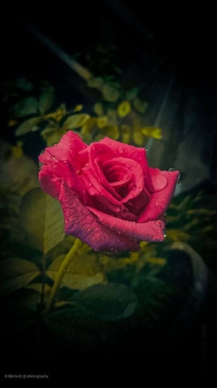 🌹🌹شب شعر🌹🌹: .دلارامی که داری،دل در او بند...دگر چشم از همه عالم، فرو بند...#سعدی