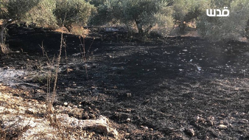 רשת חדשות ירושלים