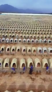 A large-scale calf-rearing system in Ningxia’s Snail Island, where each calf is raised in its own hutch for better health monitoring and disease control.Did you know? 🎓