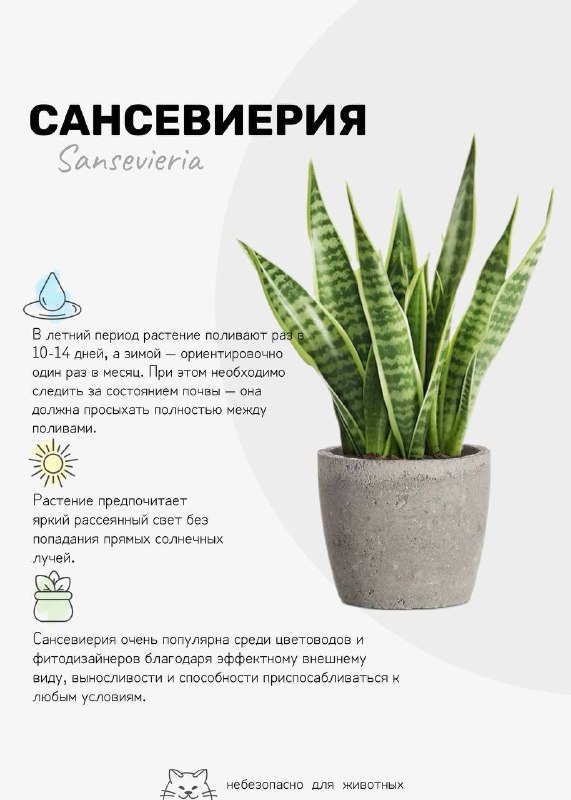 Уехать и забыть 6 растений, которые переживут ваш отпуск без проблем Собрала для вас подборку самых устойчивых ребят, которые отлично переживут зас... - изображение 1 - которые, переживут, вас