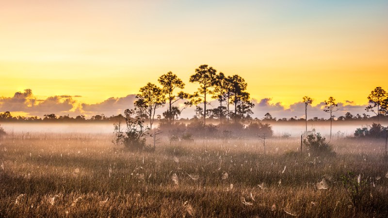 Florida's living wetlandsSpider webs in Everglades National Park, Florida (© Troy Harrison/Getty Images)
