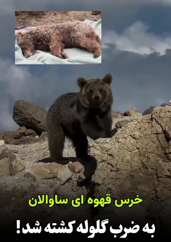 کانال شیره‌‌ جین: ♦️خرس معروف ساوالان با شلیک گلوله کشته شد رئیس اداره حفاظت و مدیریت حیات وحش اداره‌کل حفاظت محیط زیست استان اردبیل:🔹 برر