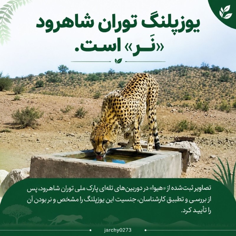 جارچی شاهرود: ▪️یوزپلنگ توران شاهرود "نر" است.ورود به جارچی👇http://telegram.me/joinchat/AAAAAD01Me-ifPL8LSjZ3Q👇جارچی اینجا هم هست👇http