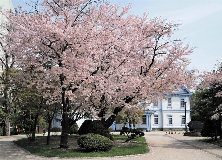 札幌中島公園賞櫻記