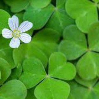 Ireland 🇮🇪 Telegram Group Link