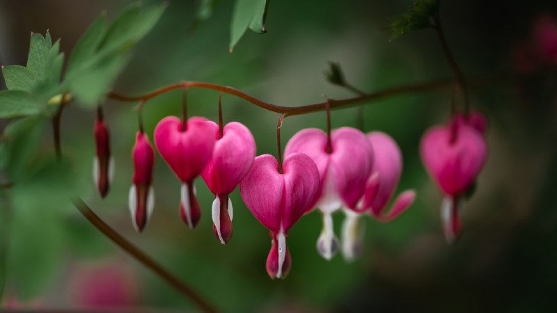Love in bloomBleeding hearts (© Dorene Hookey/Cavan Images)