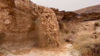 אילנית אדלר